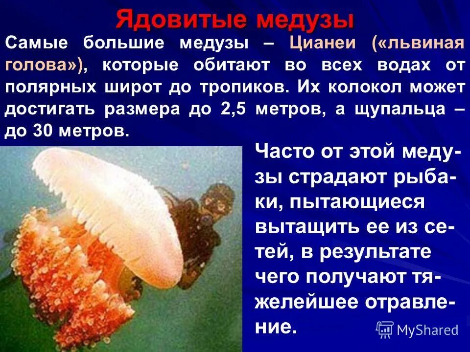 Медузы первая помощь. Медузы первая помощь