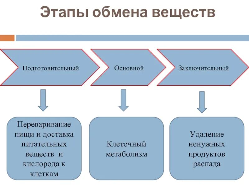 Этапы обмена веществ. Обмен веществ начальный этап. Основные этапы обмена веществ. Этапы обмена веществ таблица. Этапы подготовительный основной заключительный