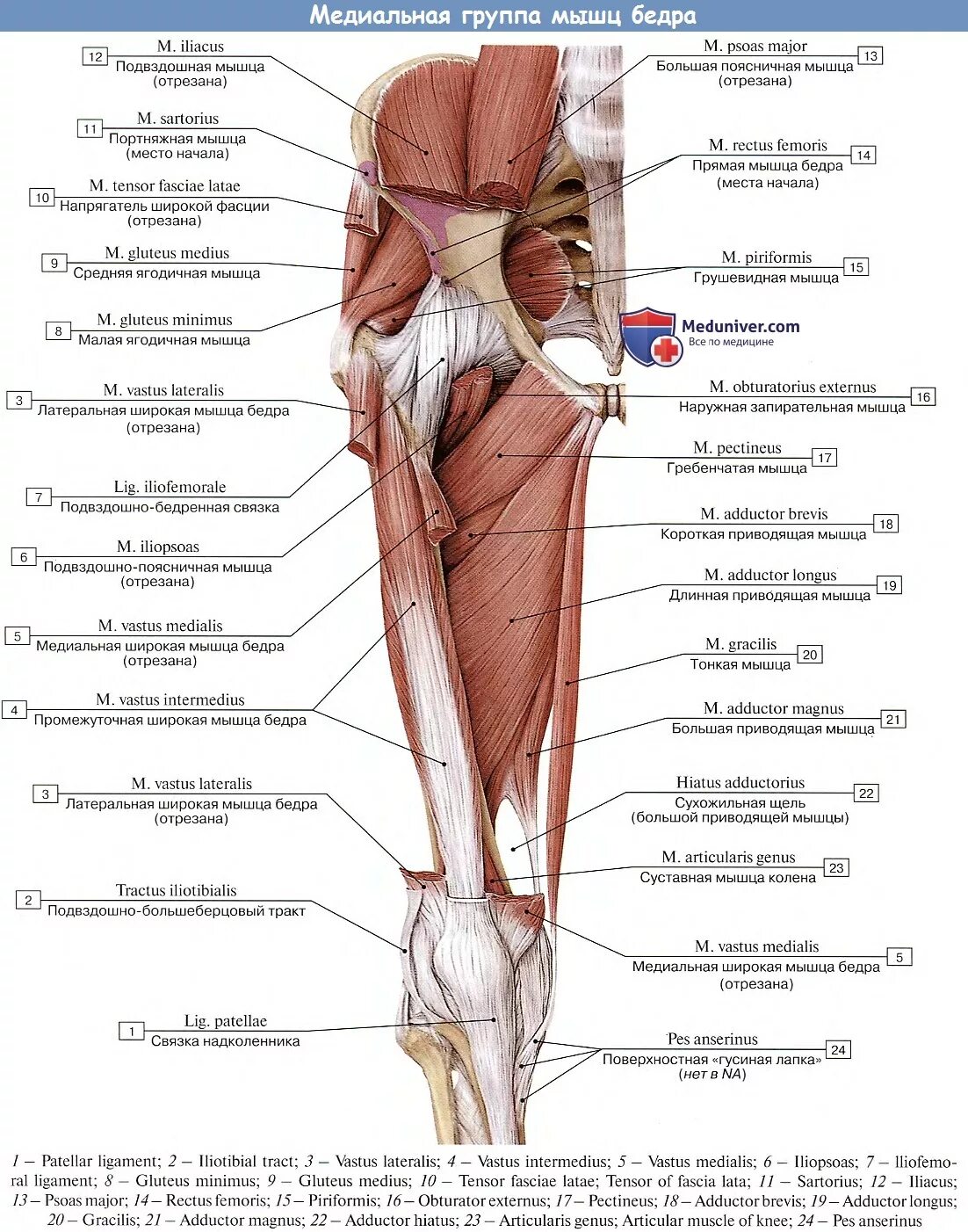 Мышцы бедра анатомия Синельников. Мышцы нижней конечности медиальная группа. Медиальная группа мышц бедра. Медиальные мышцы бедра анатомия. Приводящие латынь