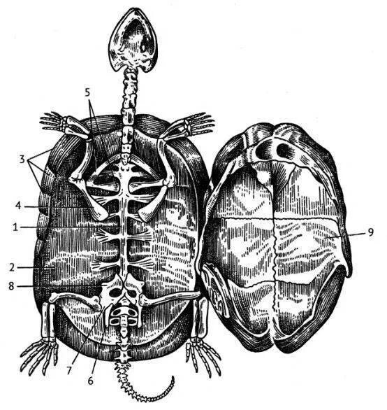 Скелет черепахи пластрон. Строение черепахи карапакс и пластрон. Осевой скелет черепахи. Панцирь черепахи карапакс и пластрон. Кровообращение у черепах