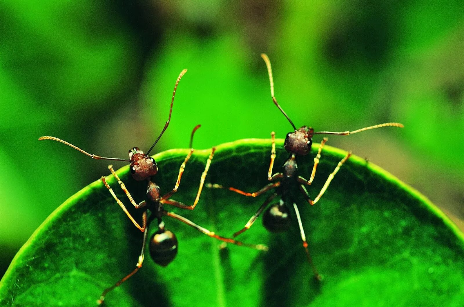 Муравьи на белом фоне с высоким разрешением. Кордицепс муравей на прозрачном фоне. Кампонотус феллах. Каждому из двух муравьев. Два муравья.