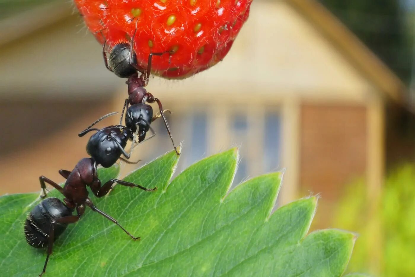 Муравейник черного садового муравья. Муравьи на участке. Борьба с муравьями на огороде. Муравьи на садовом участке.
