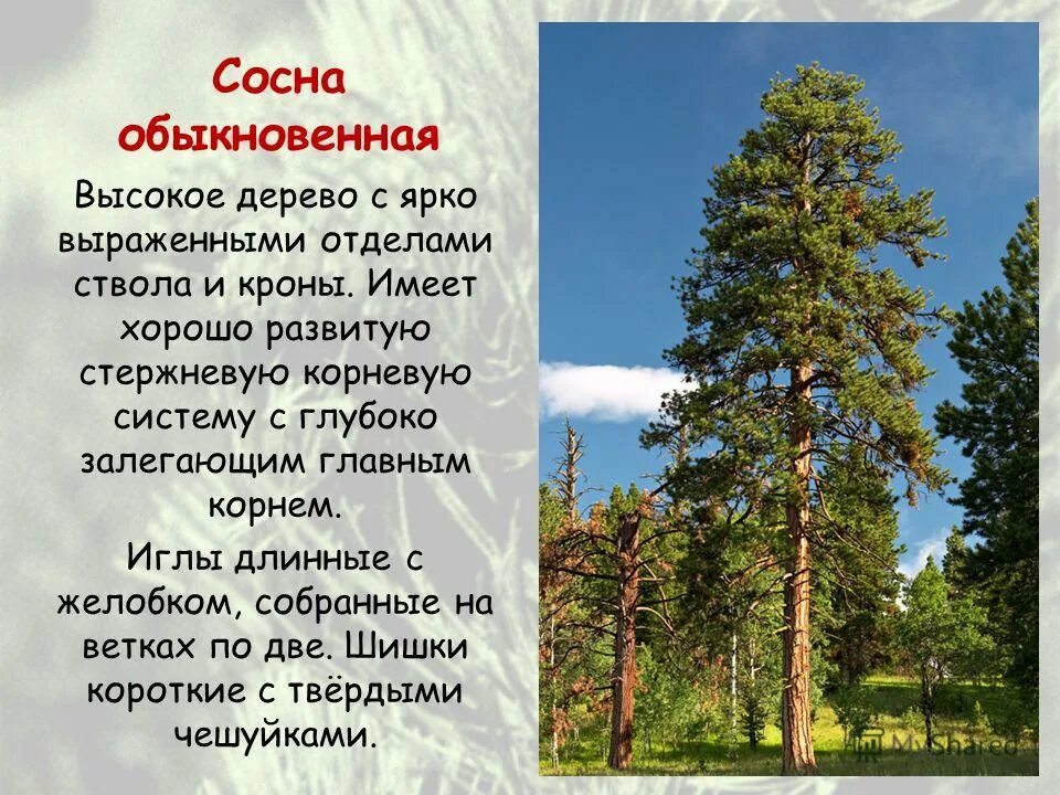 Хвойные кратко. Сосна описание. Сосна краткое описание. Сосна обыкновенная описание. Сосна доклад.