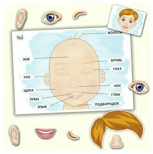 зуб лоб нос. ухо глаз нос рука. мезиальный прикус прогения. зуб лоб нос. зуб лоб нос.