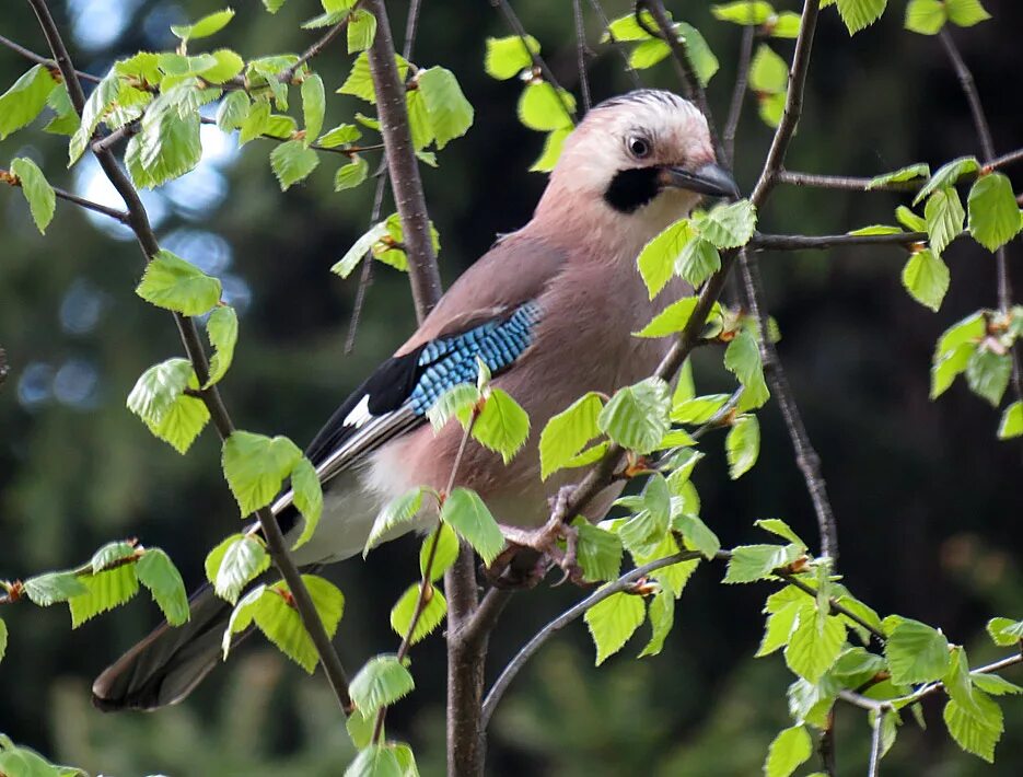 Птица сойка крымская. Сойка в сочи. Сойка кедровка. Видео птицы ищут корм. Птичка грецкий орех.