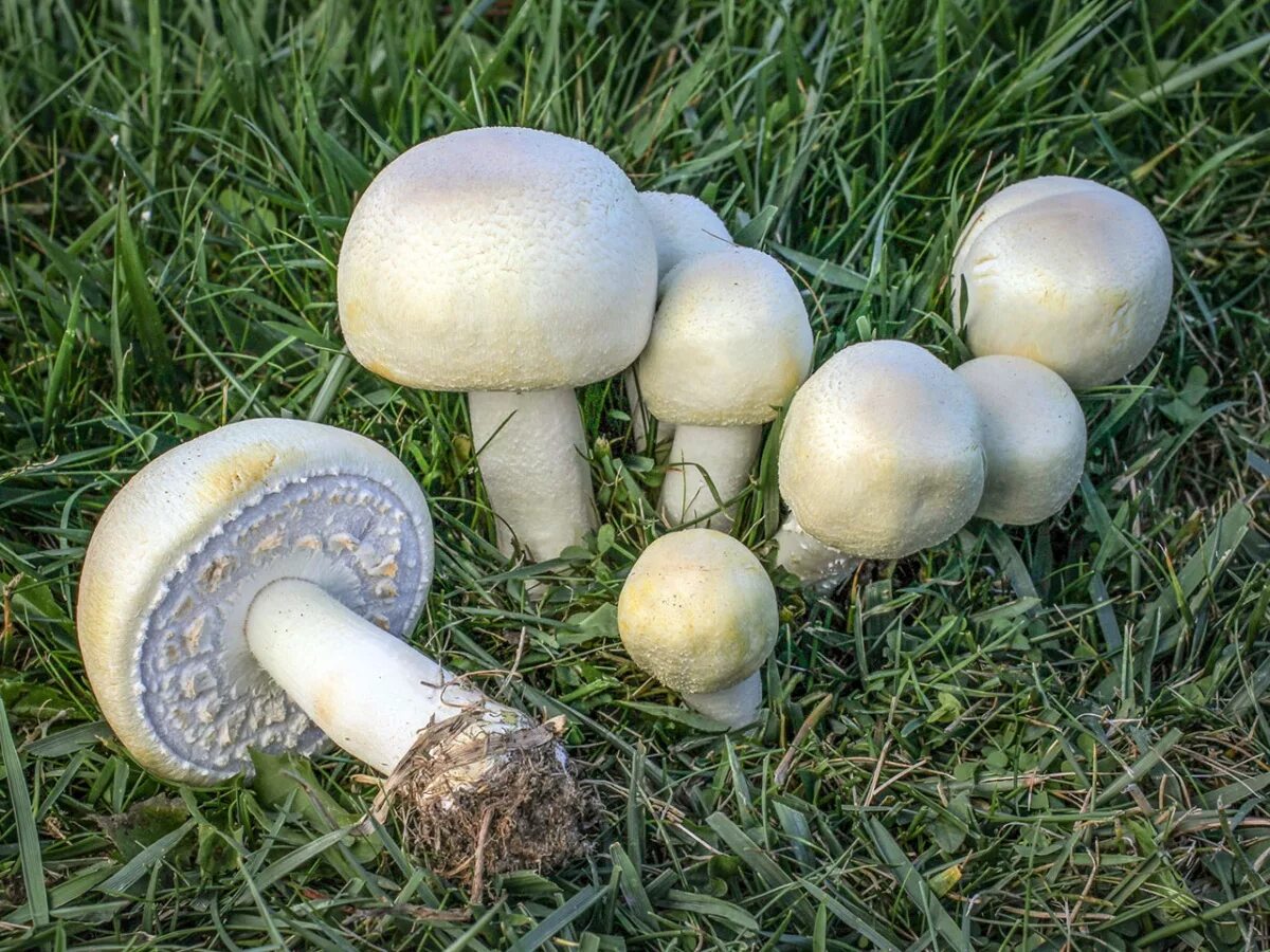Как выглядит гриб шампиньон. Шампиньон таблитчатый (agaricus tabularis). Шампиньон луговой agaricus campestris. Шампиньон обыкновенный (agaricus campestris). Шампиньон двуспоровый.