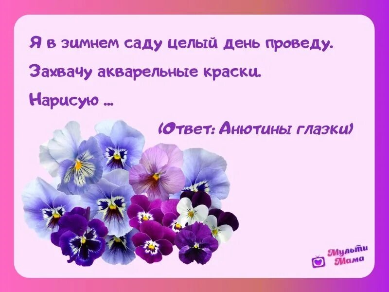 Загадки про цветы. Загадки в стихах про цветы. Загадка про Анютины глазки. Загадки про цветы Анютины глазки. Загадка ответ цветы для детей