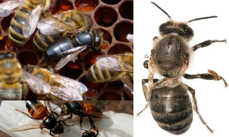 Как еще называют болезнь пчел. Варроатоз болезнь пчел. Незаразные болезни пчел. Острый паралич пчел. Хронический вирусный паралич пчел.