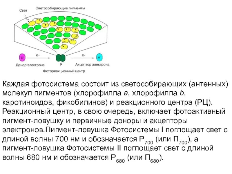 Донором электронов является. Фотосистемы хлорофилла. Светособирающие комплексы фотосинтез. Фотосистема 2 строение. Светособирающий комплекс фотосистемы.