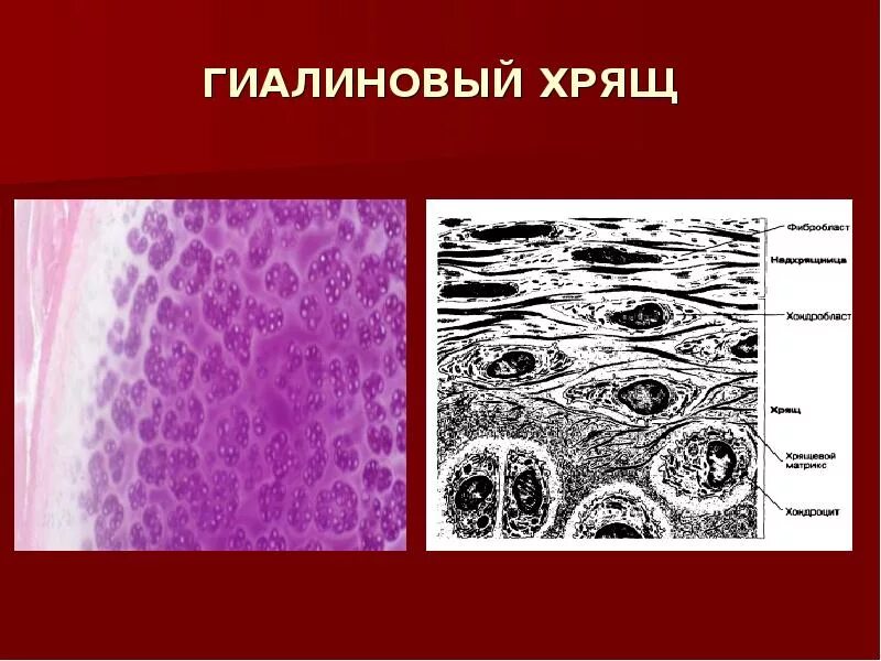 Гиалиновый хрящ функции. Клетки гиалиновый хрящ соединительной ткани. гиалиновый хрящ ( гиалиновая хрящевая ткань).. микропрепарат гиалиновый хрящ ткани. хрящевая соединительная ткань гиалиновый хрящ.