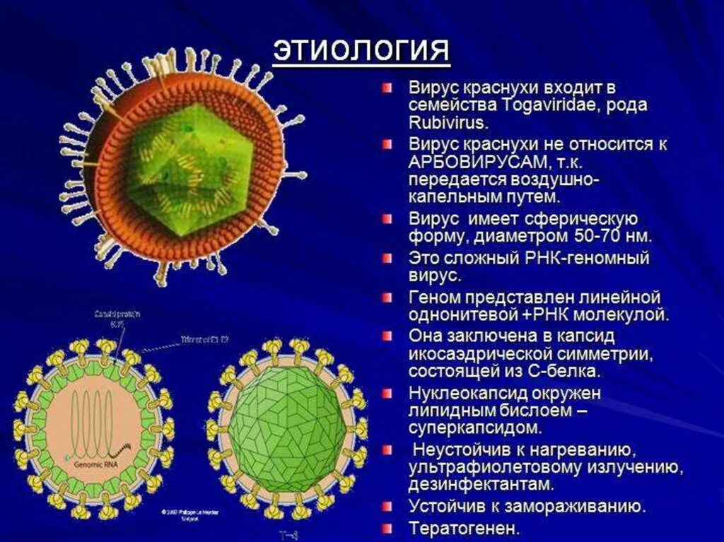 Каким основным свойством не обладают вирусы. Вирус краснухи характеристика. Коревая краснуха возбудитель. Корь вирус возбудитель. Строение вируса краснухи.