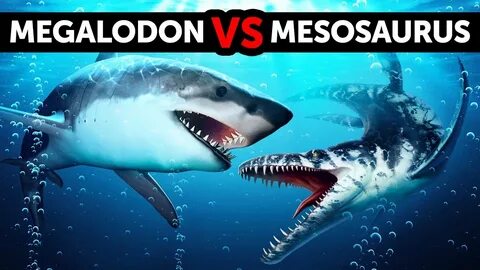 Кто победит мегалодона