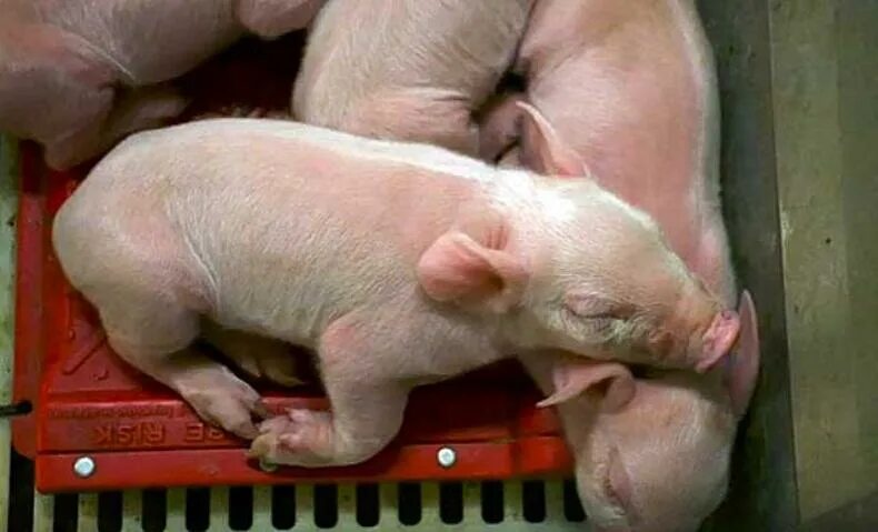 Беременность у свиней длится. Новорожденные поросята. Супоросные свиноматки.
