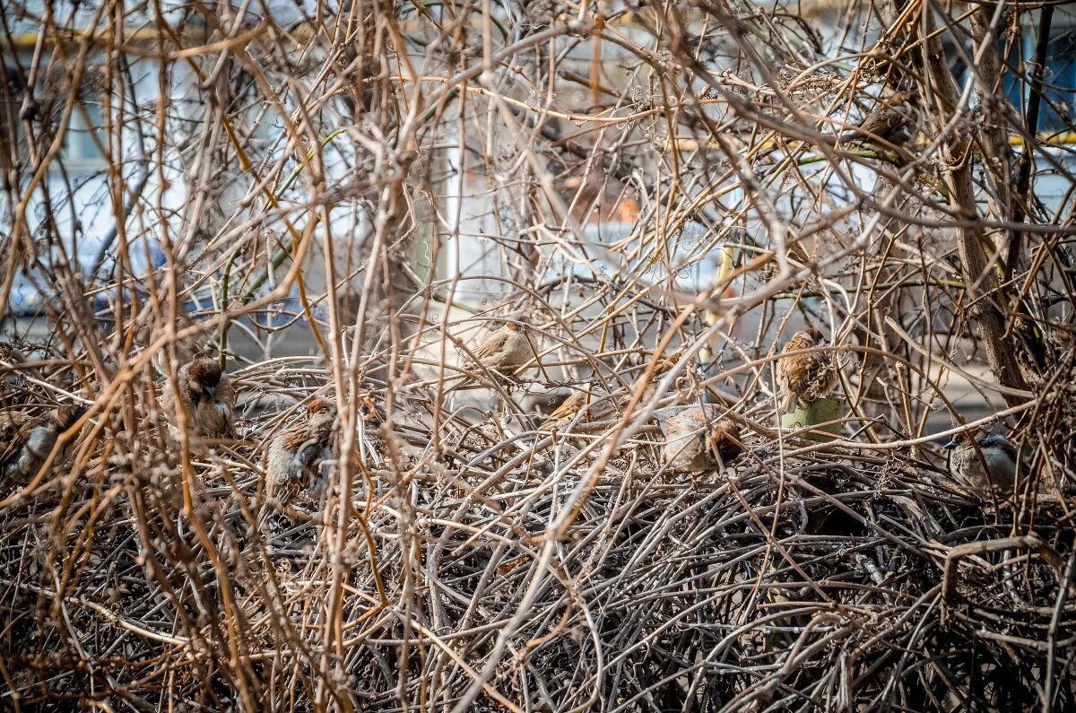 мимикрия это в психологии. мимикрия читы много денег. мимикрия читы много денег. богомол мимикрия. мимикрия.