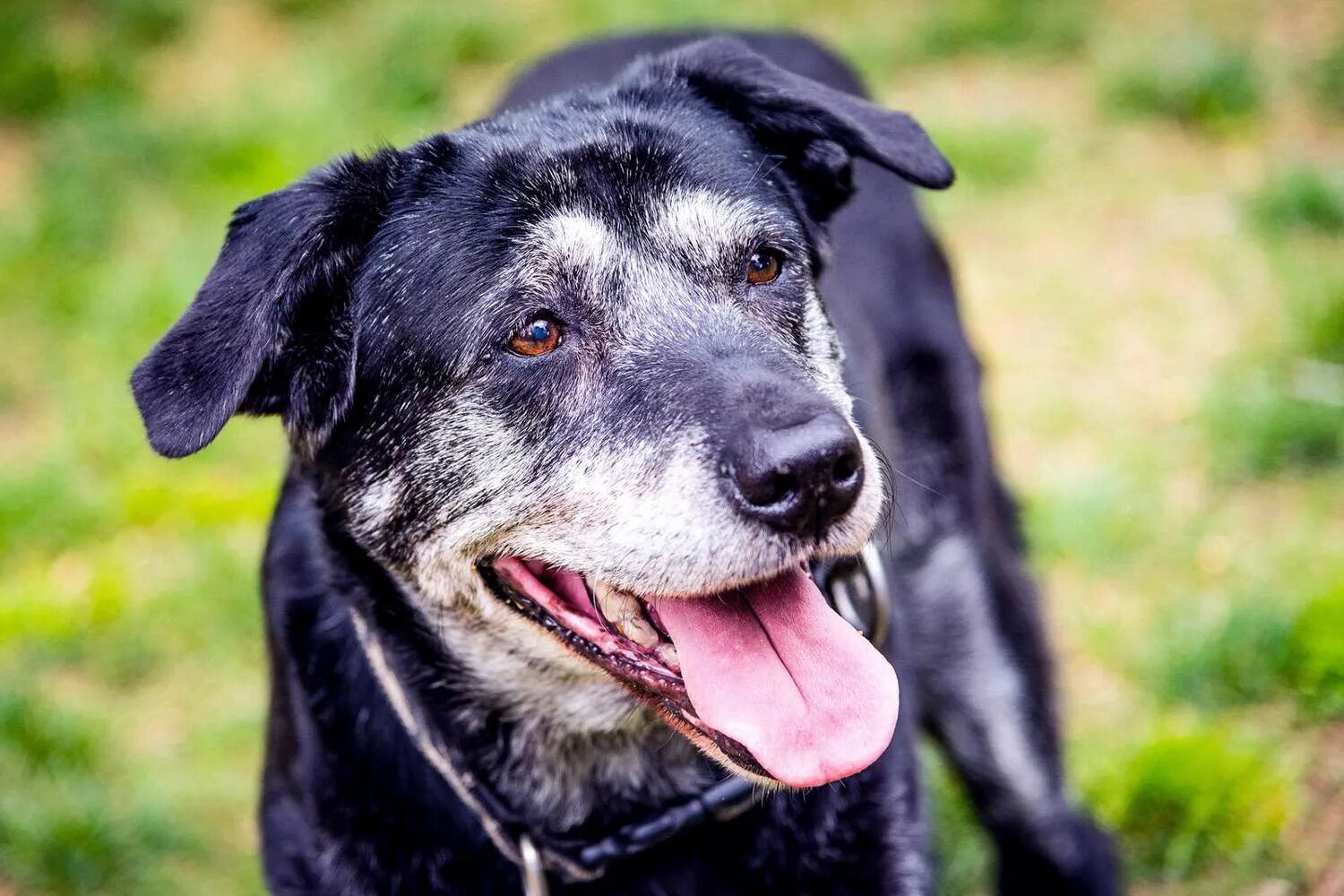 Old dog