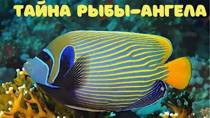 Золотая рыбка ангел