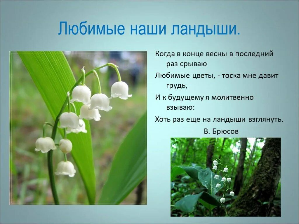 Презентация на тему моё любимое растение. Описать любимое растение. Описание цветка. Легенды о цветах для детей. Любимые растения 3.