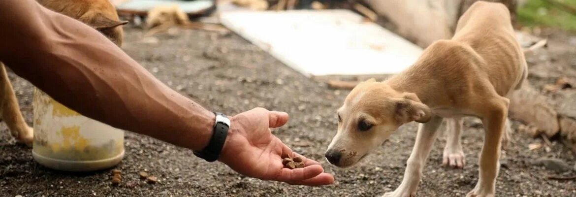 Volunteers help animals. Сочувствие животным. Гуманное отношение к животным. Бездомные животные.