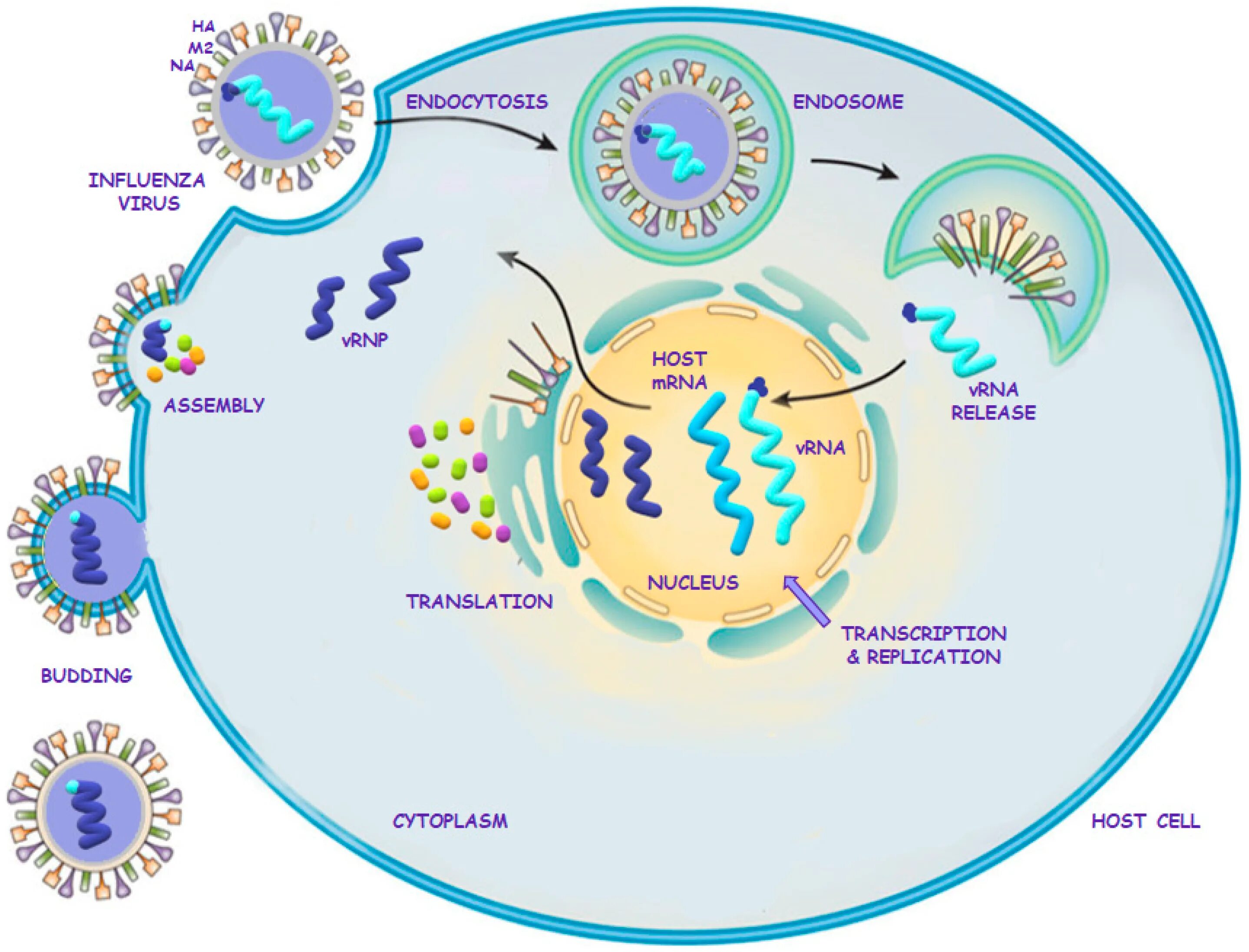 Вирусы способны к самостоятельному обмену. Метаболизм вирусов. Influenza virus. Antiviral drugs. Сезонный грипп (инфлюэнца).