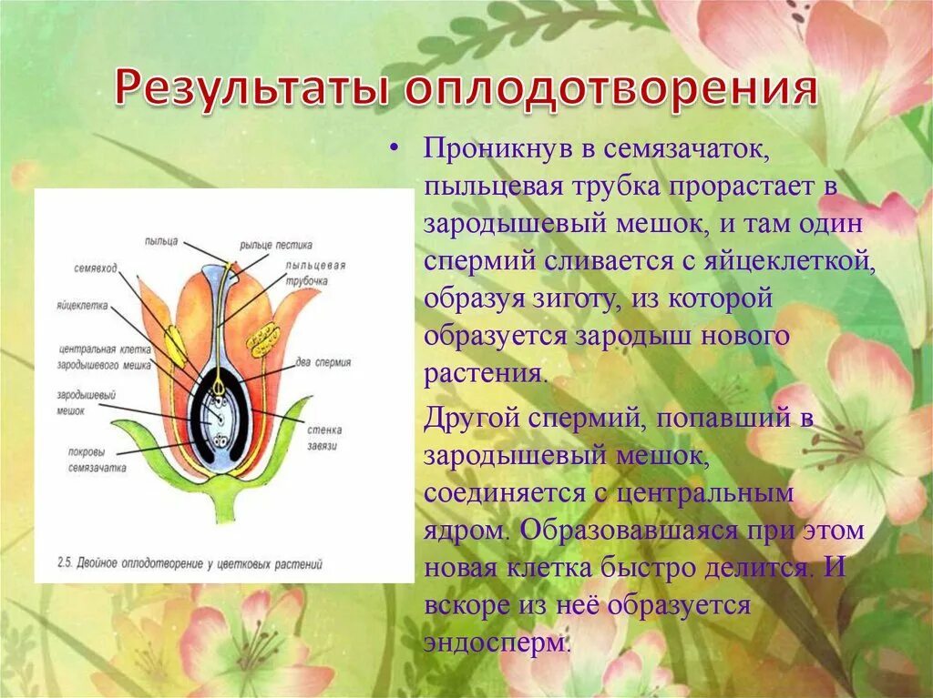 В результате образуется из завязи. Семязачаток цветковых растений. Размножение и оплодотворение у растений. Оплодотворение у цветковых растений. Оплодотворение цветковых растений 6 класс.