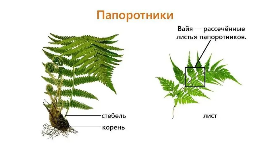 Опишите строение листа папоротника. Строение папоротника лист вайя. строение папоротника черешок. строение стебля папоротника. анатомия вайи листа папоротника.
