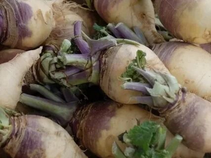 Кабан брюква большевистская ул 2 отзывы