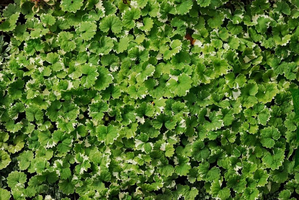 Будра. Будра плющевидная. Будра ампельная. Будра глехома ползучая. Собачья мята будра плющевидная.