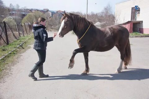 Лошадь прошла