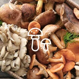 Collect mushrooms