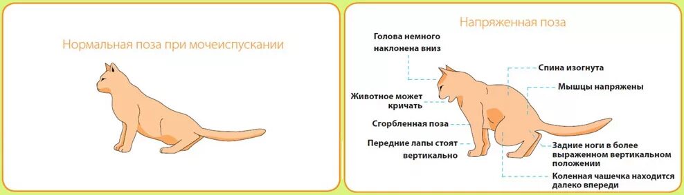 Нормально ли болеть неделю. Проявление цистита у кота. Мкб у кошек симптомы. Поза кота с больными почками.