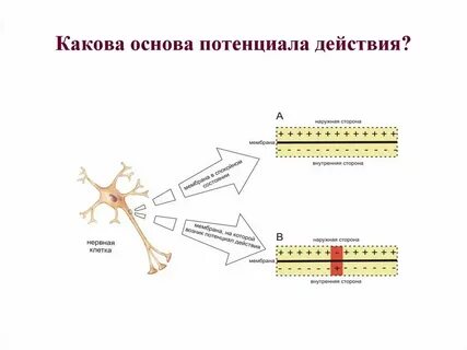 Заряд мембраны клетки в покое