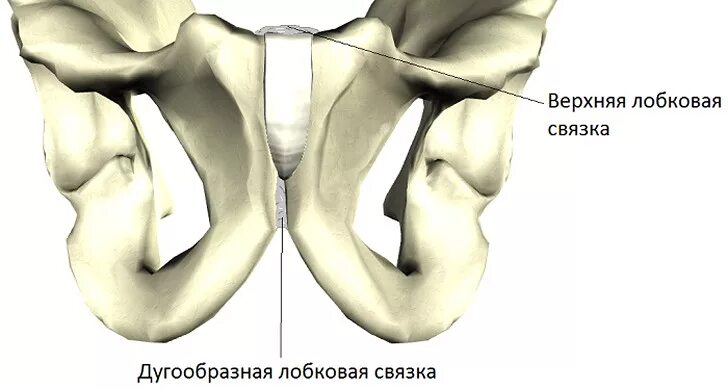 Лобковые кости соединение. Лобковый симфиз сустав анатомия. Лонное сочленение анатомия лонного сочленения. Лобковый симфиз связки.