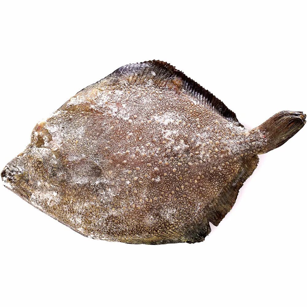 Камбала картинка. Морская камбала. камбала тигровая. рыба свежемороженая камбала. камбала каменушка.