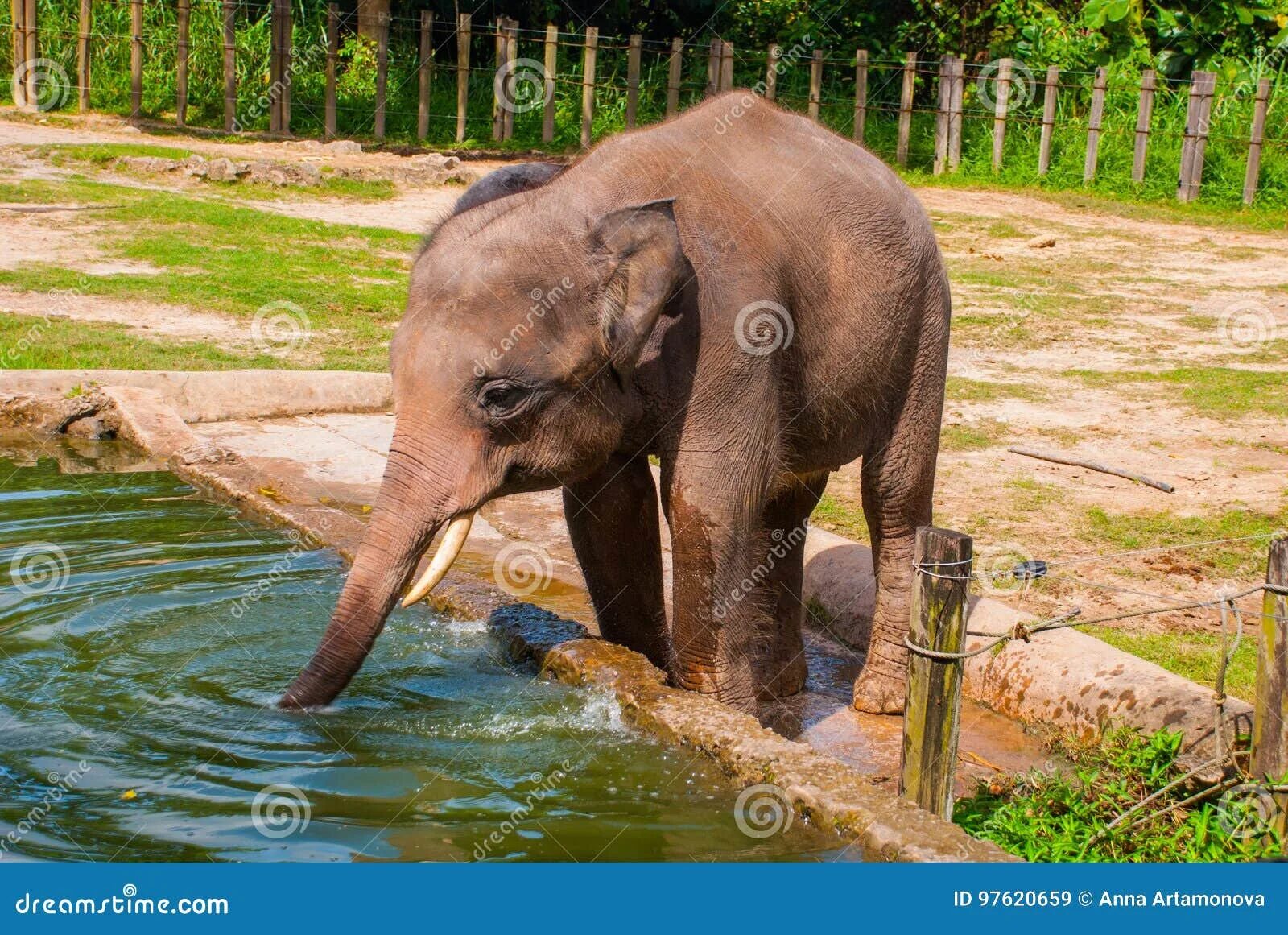 Слон пьющий воду. Слон пьет воду. Слоненок пьет воду. Слон пьет зоопарк.