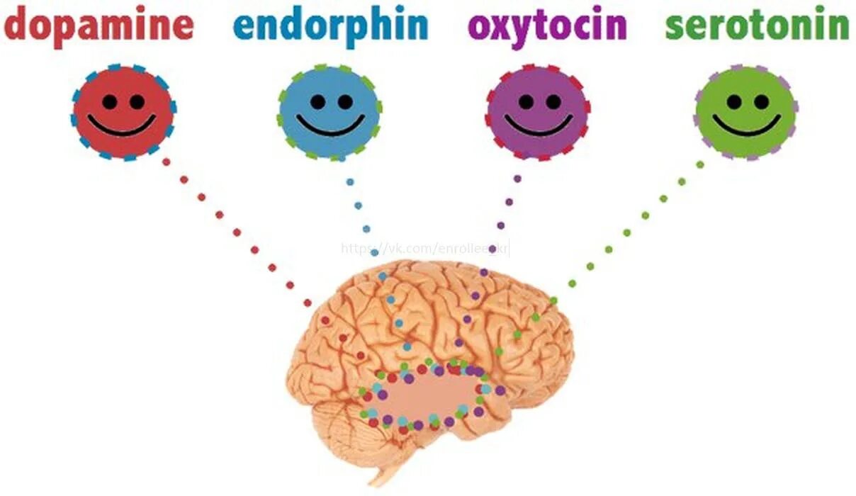 Эндорфин чувство вызывает в человеке. Эндорфины серотонин дофамин и окситоцин. Гормоны счастья серотонин дофамин Эндорфин. Мозг и гормоны радости. Дофамин серотонин окситоцин.
