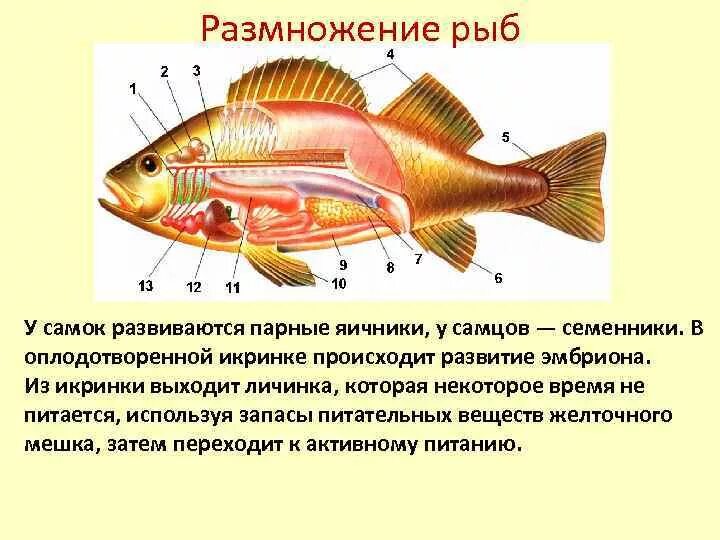 Особый орган чувств боковая линия. Органы размножения рыб схема. Внутреннее строение костной рыбы самка окуня. Половое строение костных рыб. Репродуктивная система костных рыб.