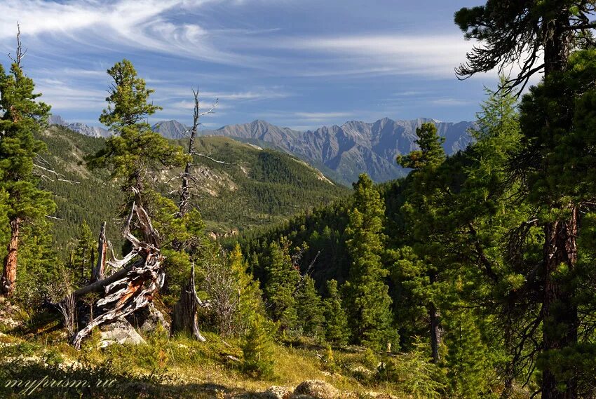 восточные саяны тайга. восточные саяны тайга. сибирь горы саяны. горы восточный саян. саяны горы спящий саян.