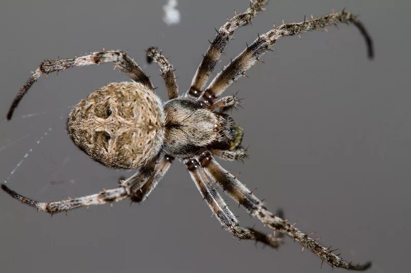 Определить вид паука. Отряд Araneae пауки. Членистобрюхие пауки. Пауки Геншин. Паук зигиелла.