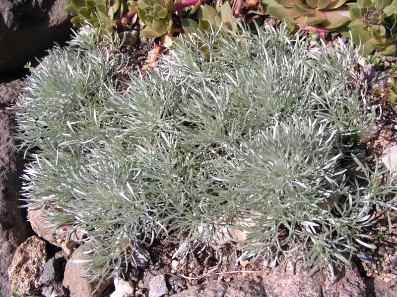 полынь солончаковая. полынь таврическая (artemisia taurica). полынь горная низкорослая. полынь степная крымская. горная полынь.