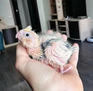 Птенцы кореллы