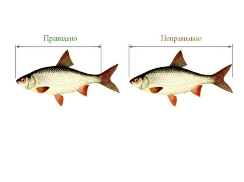 Правильное измерение длины рыбы. Промысловый размер рыбы. Как измерить длину рыбы. Как замерить длину рыбы.