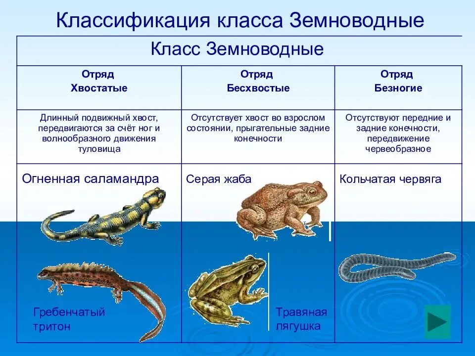 Строение и развитие земноводных. Отряд хвостатые отряд безногие бесхвостые таблица. Таблица по биологии 7 класс безногие хвостатые бесхвостые. Строение хвостатых бесхвостых безногих. Хвостатые и бесхвостые амфибии таблица.