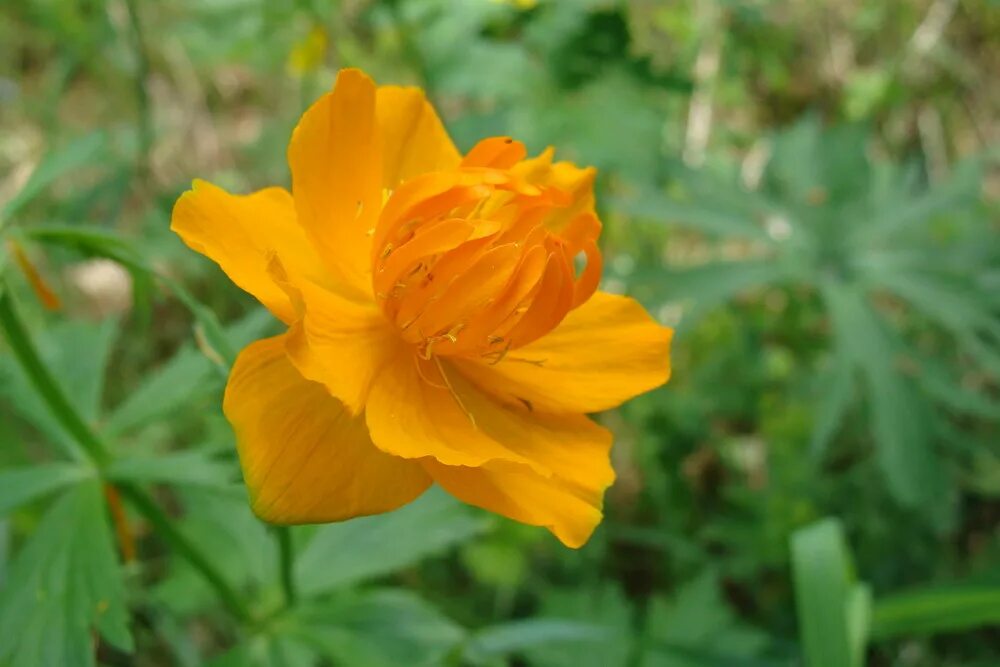 Купальница азиатская Trollius asiaticus. Купальница Сибирская. Огоньки купальница. Сибирская купальница жарки.