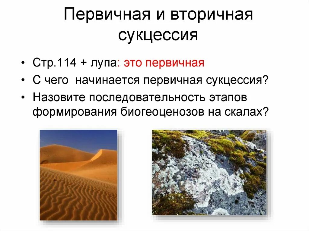 Приведите примеры сукцессий. Сукцессии первичные и вторичные таблица. Первичная и вторичная сукцессия. Первичная сукцессия и вторичная сукцессия. Вторичная экологическая сукцессия.