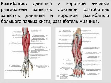 Длинная ладонная мышца