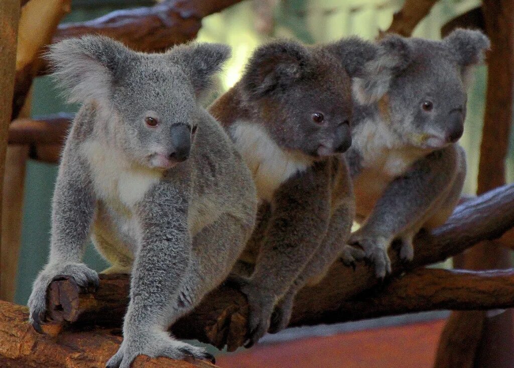 Животное ис. Лоун Пайн коала Австралия. Брисбен парк коал. Коала в заповеднике. Заповедник коал в Брисбене.