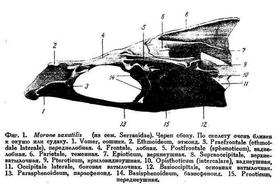 Orbitosphenoideum. строение плавников рыб. есть ли у рыб шея. внутреннее строение язя. внутреннее строение костной рыбы самка окуня.