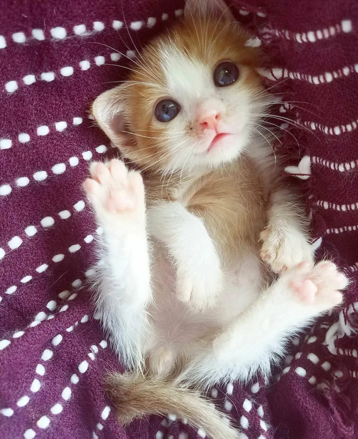 Чаузи кошка. Крохотный котенок. Малюсенькие котята. Милые котята. Маленький котенок.