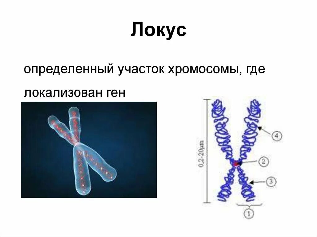 Сколько молекул днк в данной хромосоме. Локус Гена и хромосома. Локус хромосомы аллели. Строение хромосомы Локус. Строение хромосомы ген Локус.