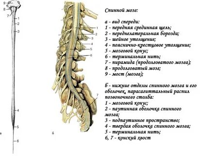 Сколько оболочек окружает спинной мозг